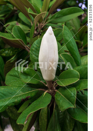 A huge bud of white magnolia on a branch surrounded by green leaves A huge bud of white magnolia on a branch surrounded by green leaves 92835896