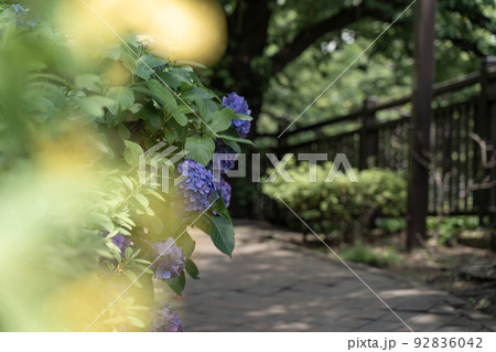 緑道と紫陽花 緑道と紫陽花 92836042