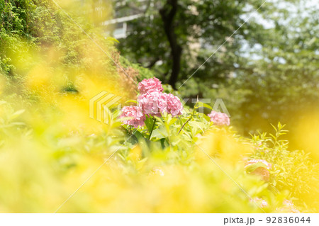 セイヨウキンシバイと紫陽花 セイヨウキンシバイと紫陽花 92836044