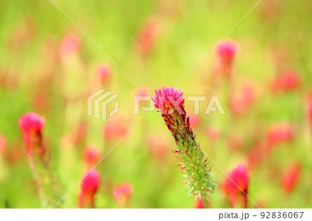 ストロベリーキャンドルの花 92836067