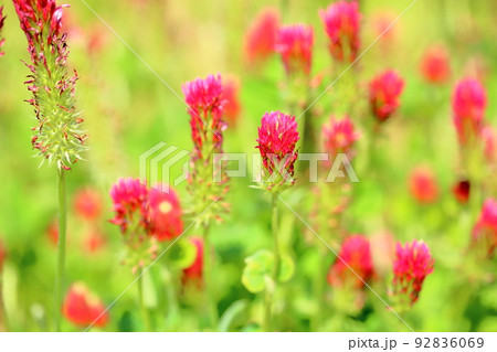ストロベリーキャンドルの花 ストロベリーキャンドルの花 92836069