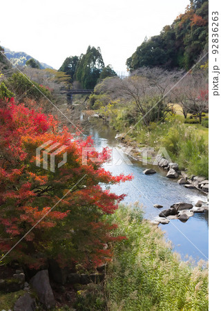 万之瀬川の秋　岩屋公園 92836263