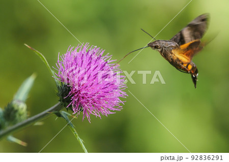 アザミの花を吸蜜中のホウジャクの一種 アザミの花を吸蜜中のホウジャクの一種 92836291