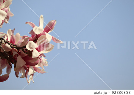 京都御所のハクモクレンの花 92836358