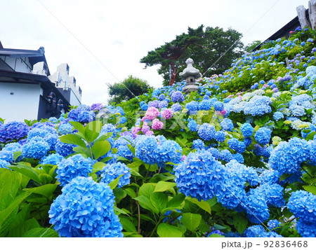 北海道の絶景 小樽貴賓館旧青山別邸のあじさい園 北海道の絶景 小樽貴賓館旧青山別邸のあじさい園 92836468