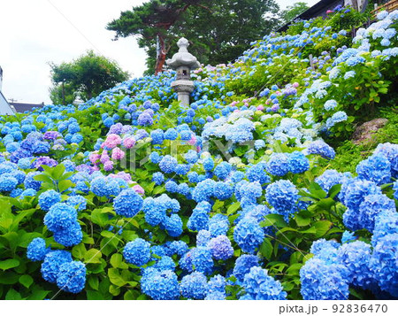 北海道の絶景 小樽貴賓館旧青山別邸のあじさい園 92836470
