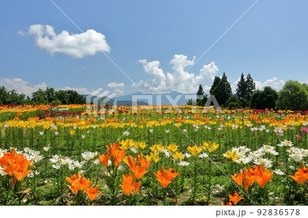 新潟県魚沼市堀之内　色とりどりの魚沼特産のユリが咲く月岡公園花広場と奥に見える権現堂山の景色 92836578