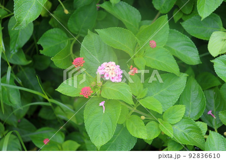 ランタナ　小さい花  92836610