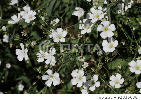 群生する白い小さな花 92836688