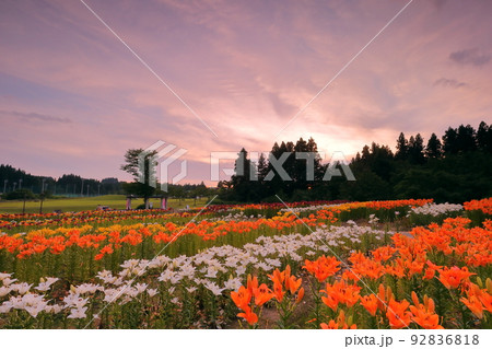 新潟県魚沼市堀之内　色とりどりの魚沼特産のユリが咲く月岡公園花広場の花壇と夕焼け空 92836818