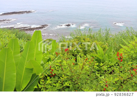 海岸 海 植物 海岸 海 植物 92836827