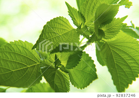エゴマの葉 92837246