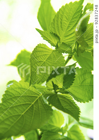 エゴマの葉 92837248