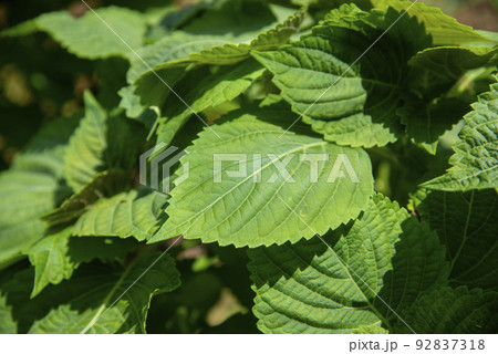 エゴマの葉 92837318