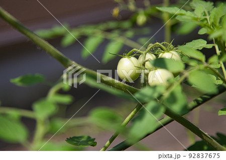 家庭菜園 家庭菜園 92837675