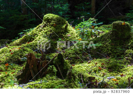 長野の人気紅葉名所 白駒の池へ続く苔と原生林 長野の人気紅葉名所 白駒の池へ続く苔と原生林 92837960