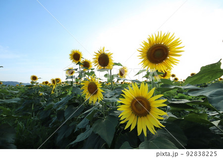 ひまわり3203 92838225