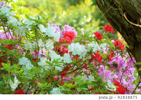 ヒラドツツジの花 ヒラドツツジの花 92838875