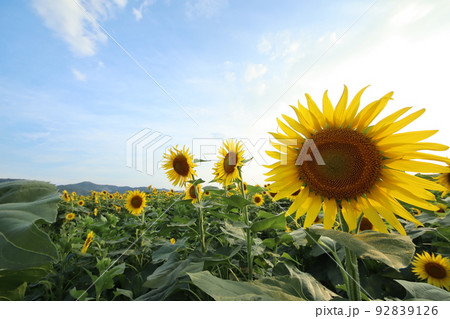 ひまわり3275 92839126