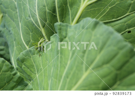 キャベツに葉を食べる、キリギリスの幼虫 92839173