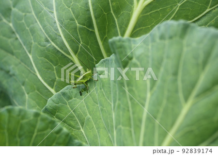 キャベツに葉を食べる、キリギリスの幼虫 92839174
