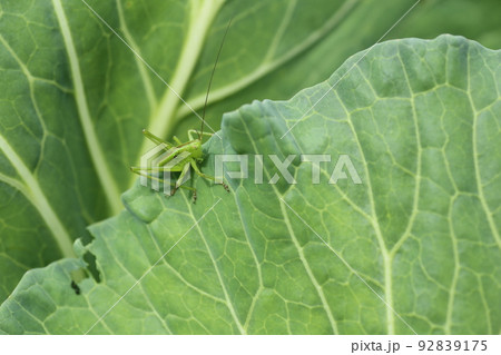 キャベツに葉を食べる、キリギリスの幼虫 92839175