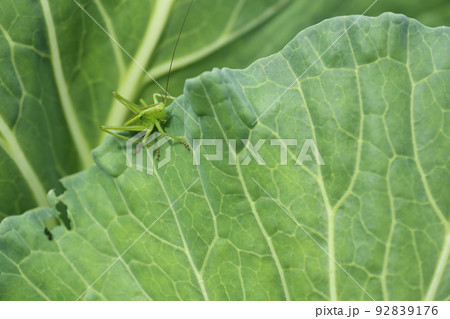 キャベツに葉を食べる、キリギリスの幼虫 92839176