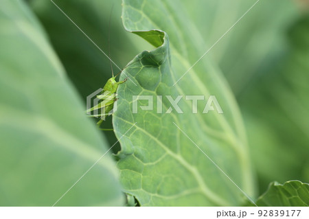 キャベツに葉を食べる、キリギリスの幼虫 92839177