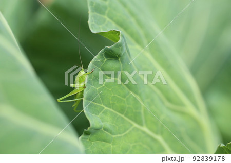 キャベツに葉を食べる、キリギリスの幼虫 92839178