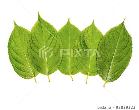 白バックにトチュウの葉 白バックにトチュウの葉 92839322