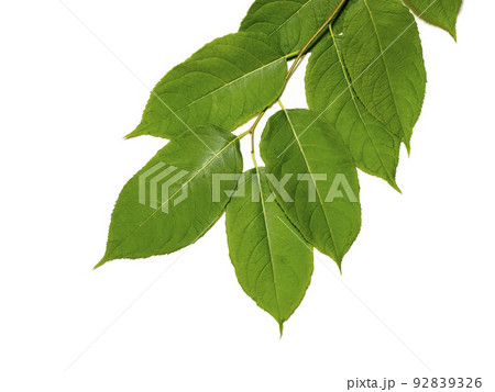白バックにトチュウの葉 92839326