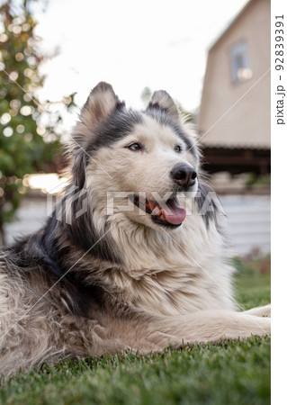 A beautiful Siberian Husky dog lies on a green lawn in the warm season A beautiful Siberian Husky dog lies on a green lawn in the warm season 92839391