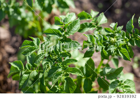Green field of potato crops in a row. Agriculture. Growing of potato. Green field of potato crops in a row. Agriculture. Growing of potato. 92839392