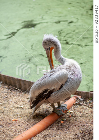 beautiful large white pelican on the shore cleans feathers in the zoo beautiful large white pelican on the shore cleans feathers in the zoo 92839417