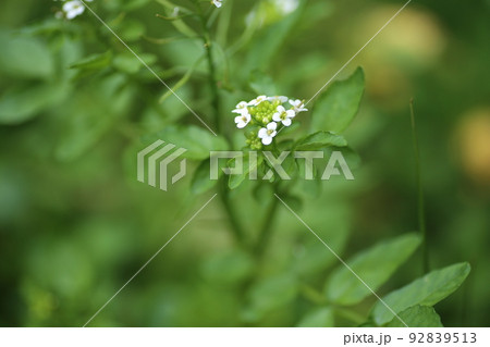 清流で育つ、アブラナ科の多年草、クレソンの白い花 92839513