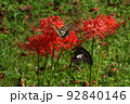 彼岸花とアゲハ蝶 92840146