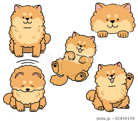 茶色い模様のポメラニアンのセット 茶色い模様のポメラニアンのセット 92840149