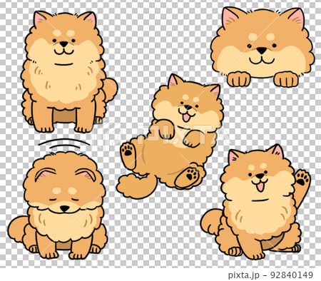 Set of brown pattern Pomeranian Set of brown pattern Pomeranian 92840149
