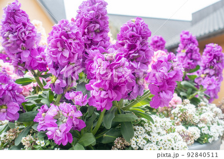 ストックという花の写真。花のイメージ。 92840511