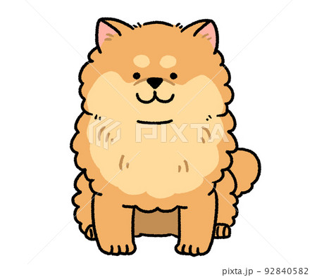 おすわりしている茶色い模様のポメラニアン おすわりしている茶色い模様のポメラニアン 92840582