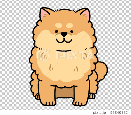 おすわりしている茶色い模様のポメラニアン おすわりしている茶色い模様のポメラニアン 92840582