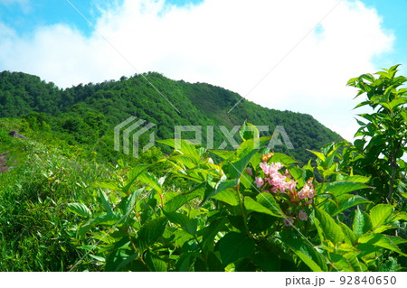 登山道と上蒜山山頂とタニウツギの花　岡山県真庭市 92840650