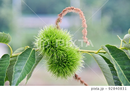 緑色の毬栗と栗の枯れた雄花 緑色の毬栗と栗の枯れた雄花 92840831