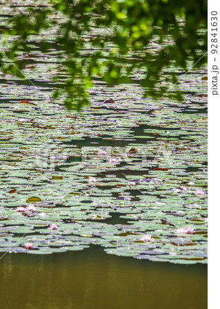 《愛知県》名古屋市名東区 猪高緑地 塚ノ杁池 《愛知県》名古屋市名東区 猪高緑地 塚ノ杁池 92841630