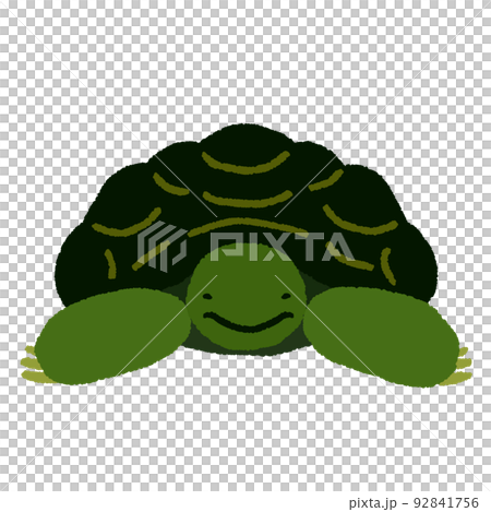 前から見たカメのイラスト素材 [92841756] - PIXTA