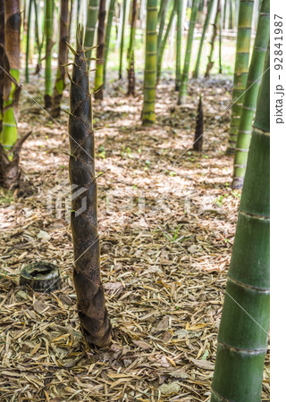 若竹 若竹 92841987