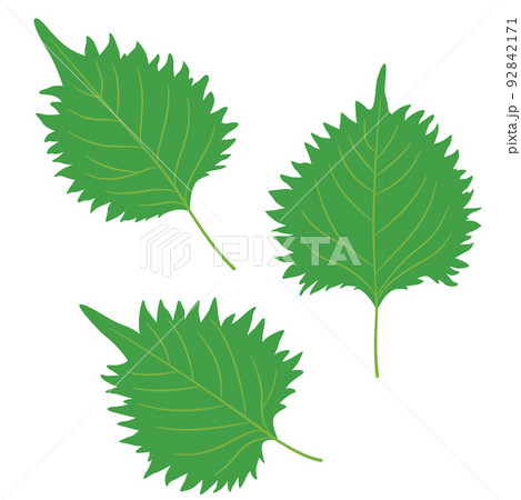野菜イラスト しその葉、大葉 野菜イラスト しその葉、大葉 92842171