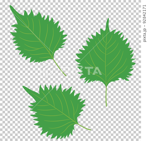 野菜イラスト しその葉、大葉 野菜イラスト しその葉、大葉 92842171