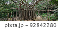 やんばる　大石林山　御願ガジュマル 92842280
