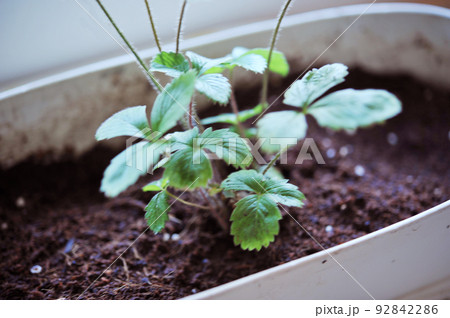 新芽を出そうとしているワイルドストロベリー 新芽を出そうとしているワイルドストロベリー 92842286